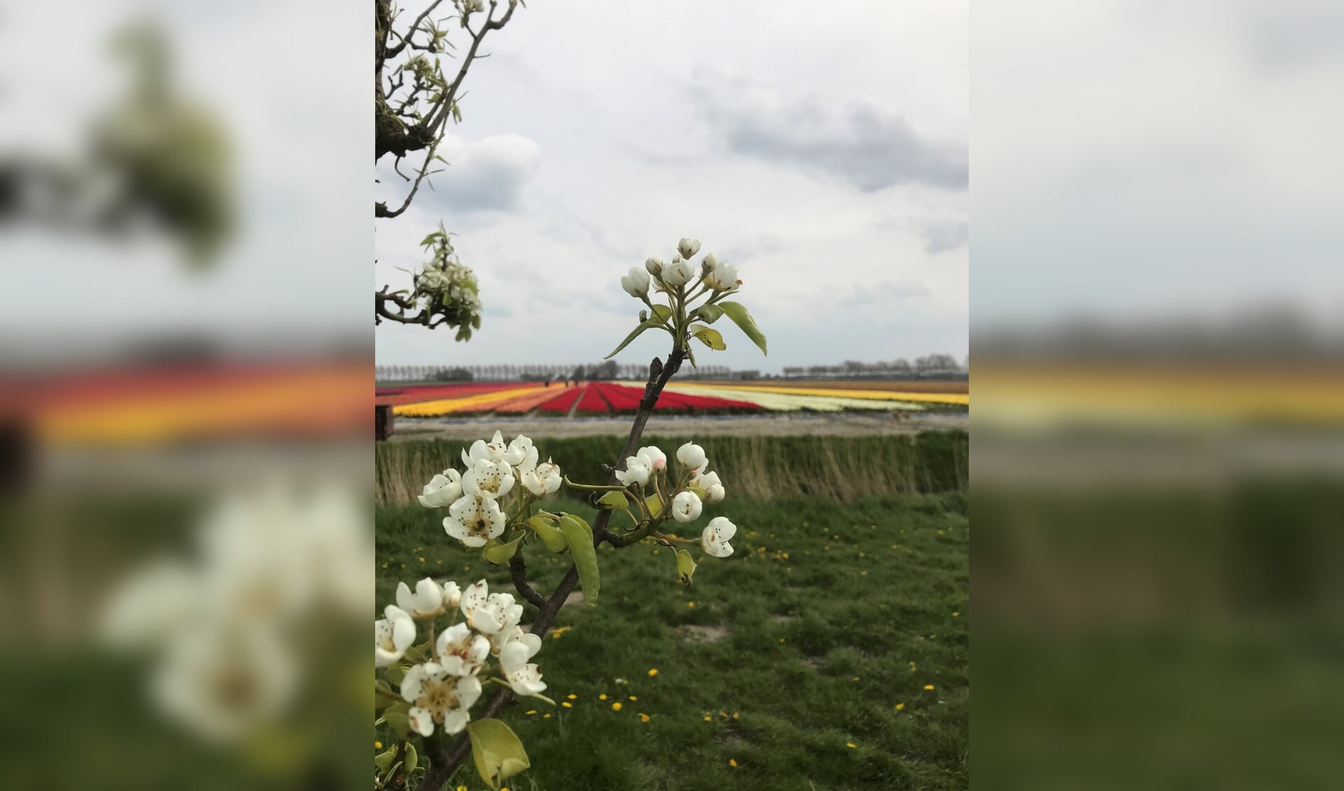 bloeiende perenbomen bij de Tocht met zicht op bollenveld