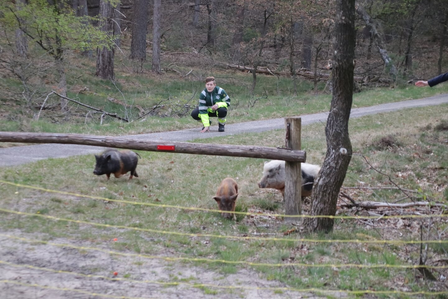 Beeld van de 'jacht' op de gedumpte hangbuikzwijnen op dinsdag 26 april.