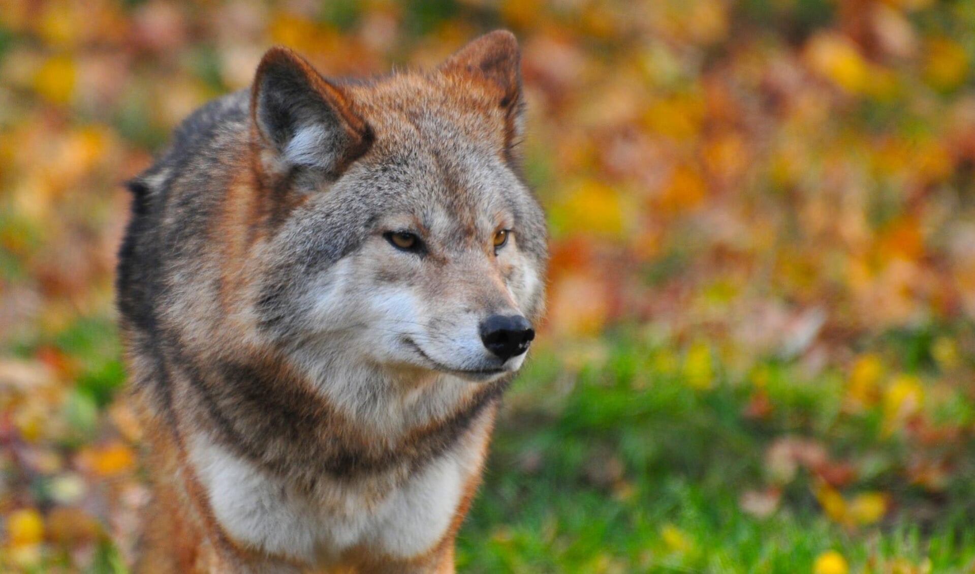 De directie van Het Nationale Park De Hoge Veluwe mag de roedel wolven die in het park leeft niet vangen of doden. 