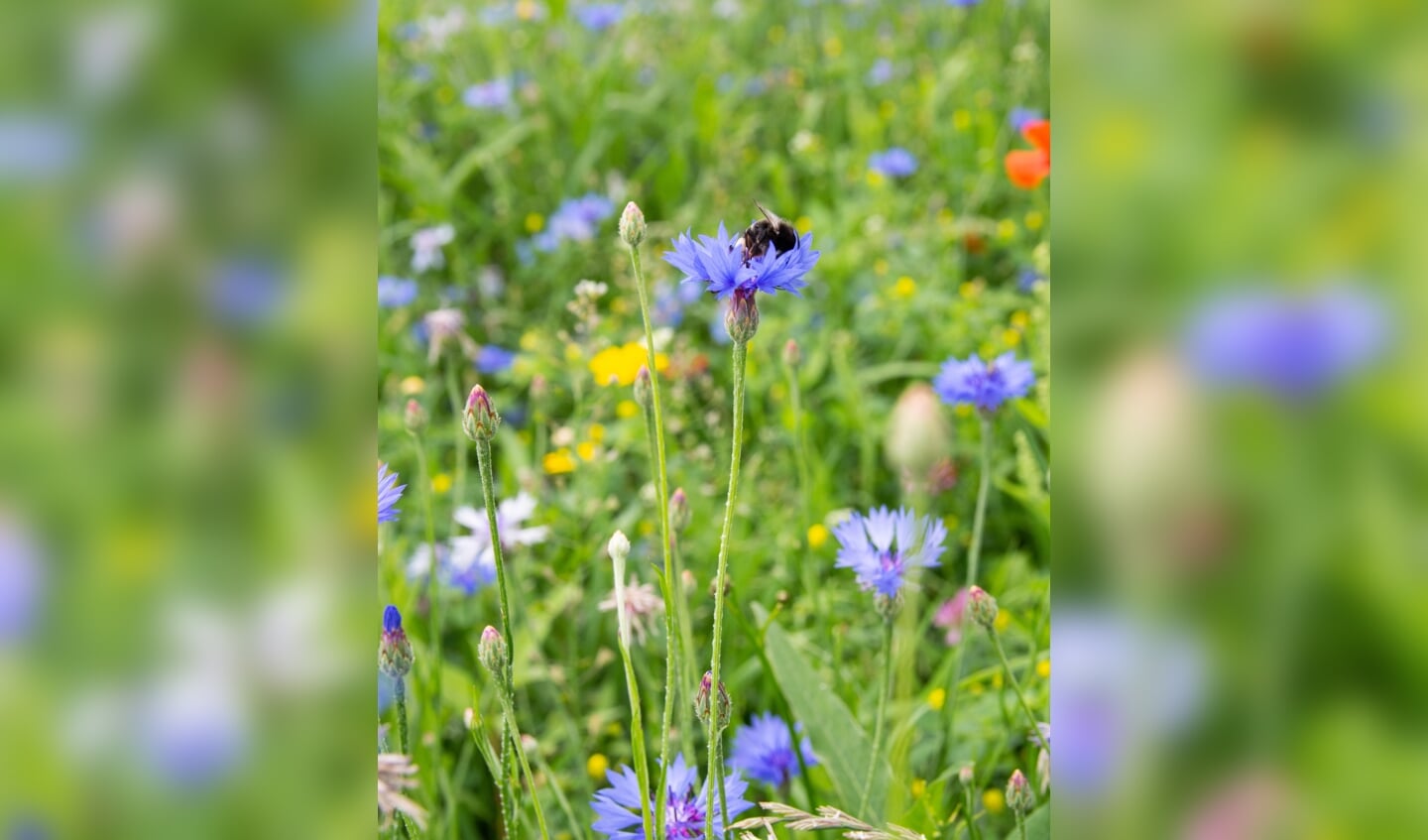 Bijvriendelijke bloemen.