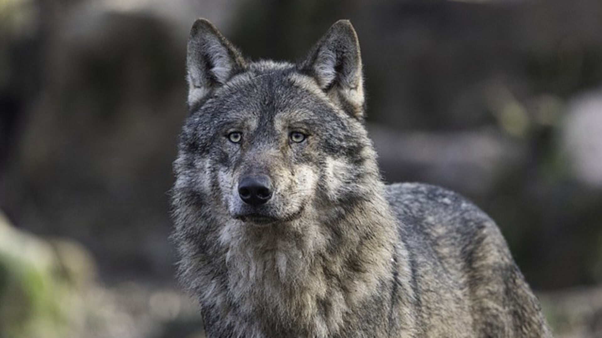 Schapen- en geitenhouders in Gelderland zouden vaker gebruik moeten maken van de hulp van de wolvenconsulent.
