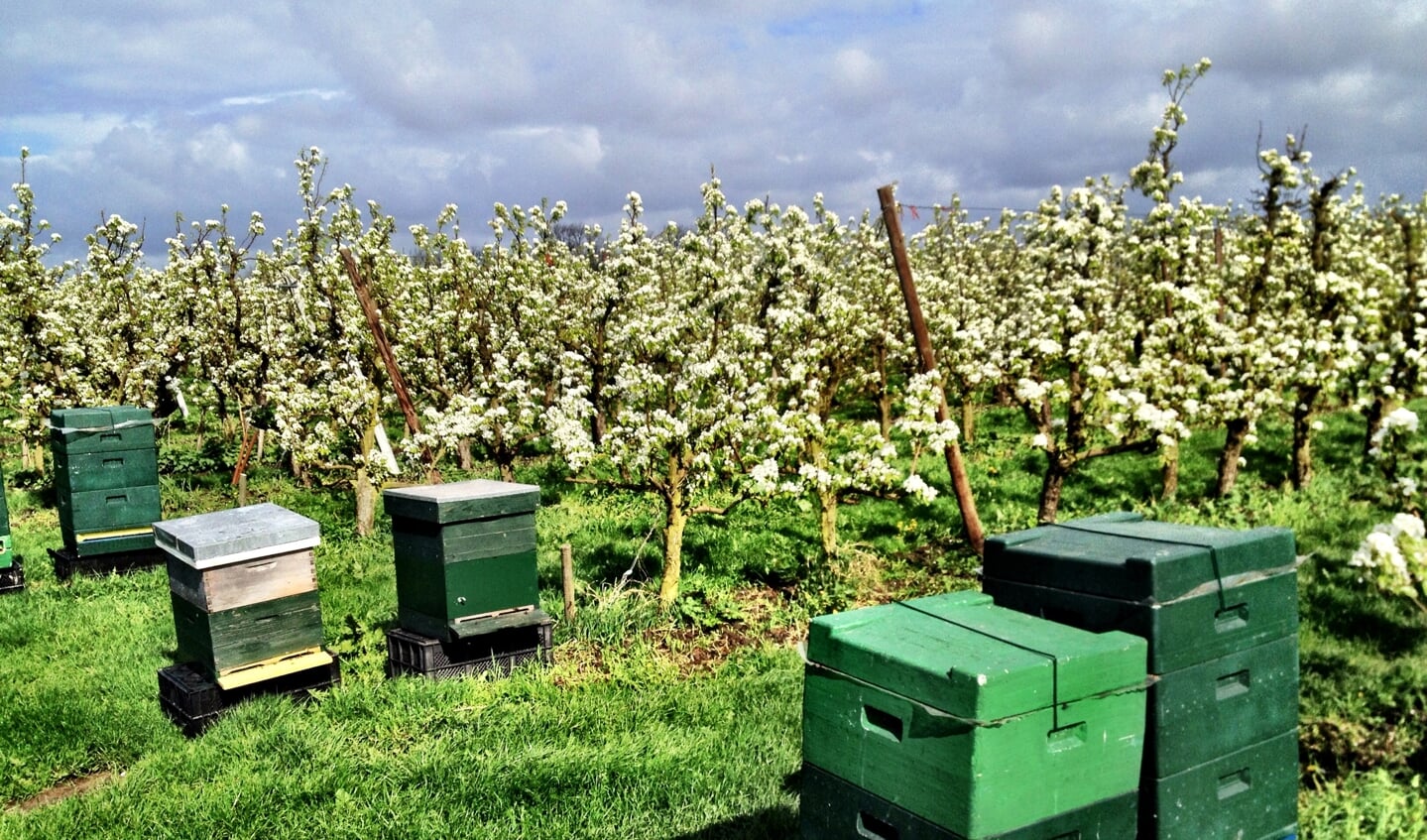 bijenkasten in appelboomgaard