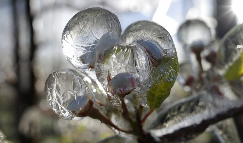Fruitbloesem door ijs beschermd voor nachtvorst in Houten