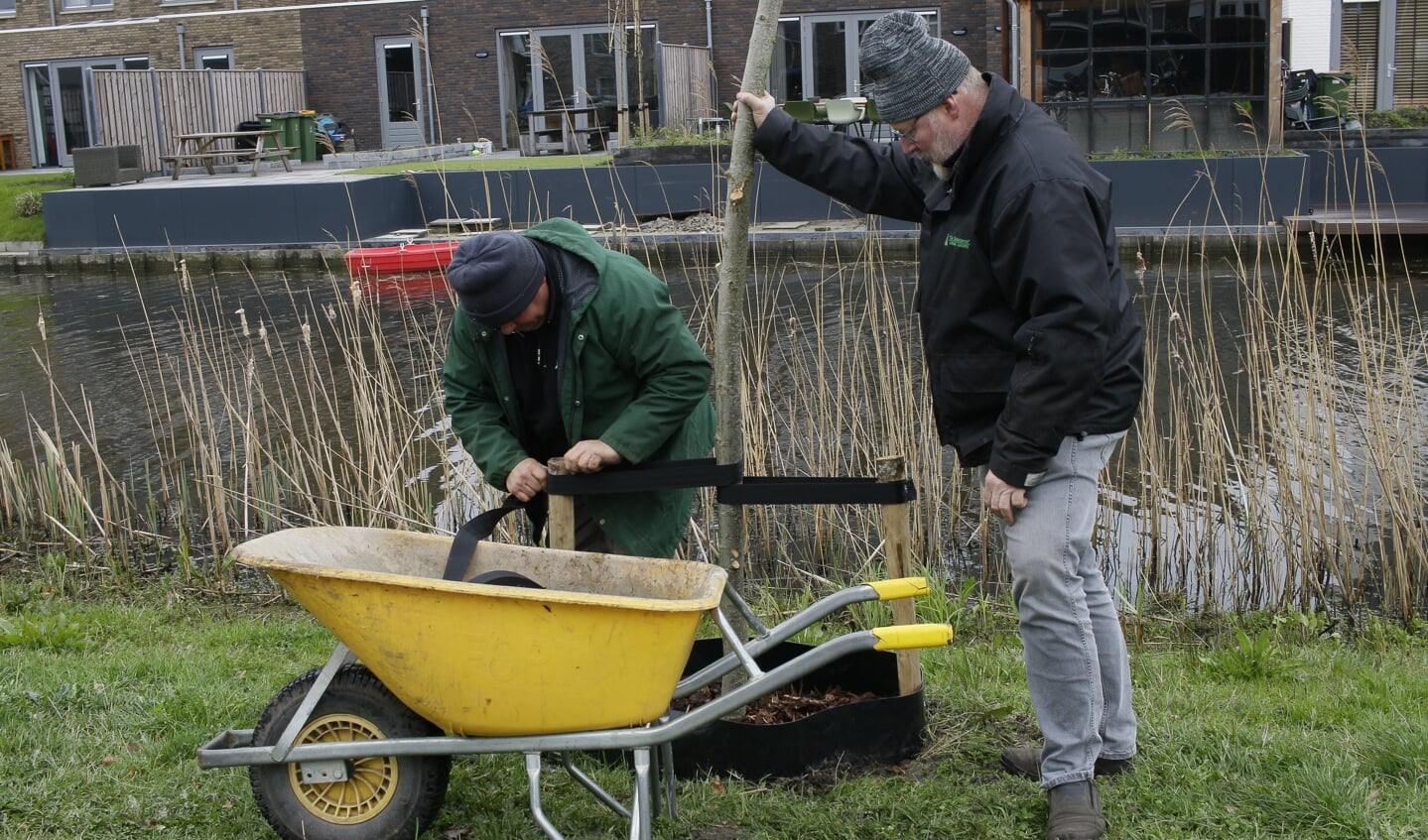 Medewerkers van kwekerij De Dennenheuvel uit Overberg planten de staken.