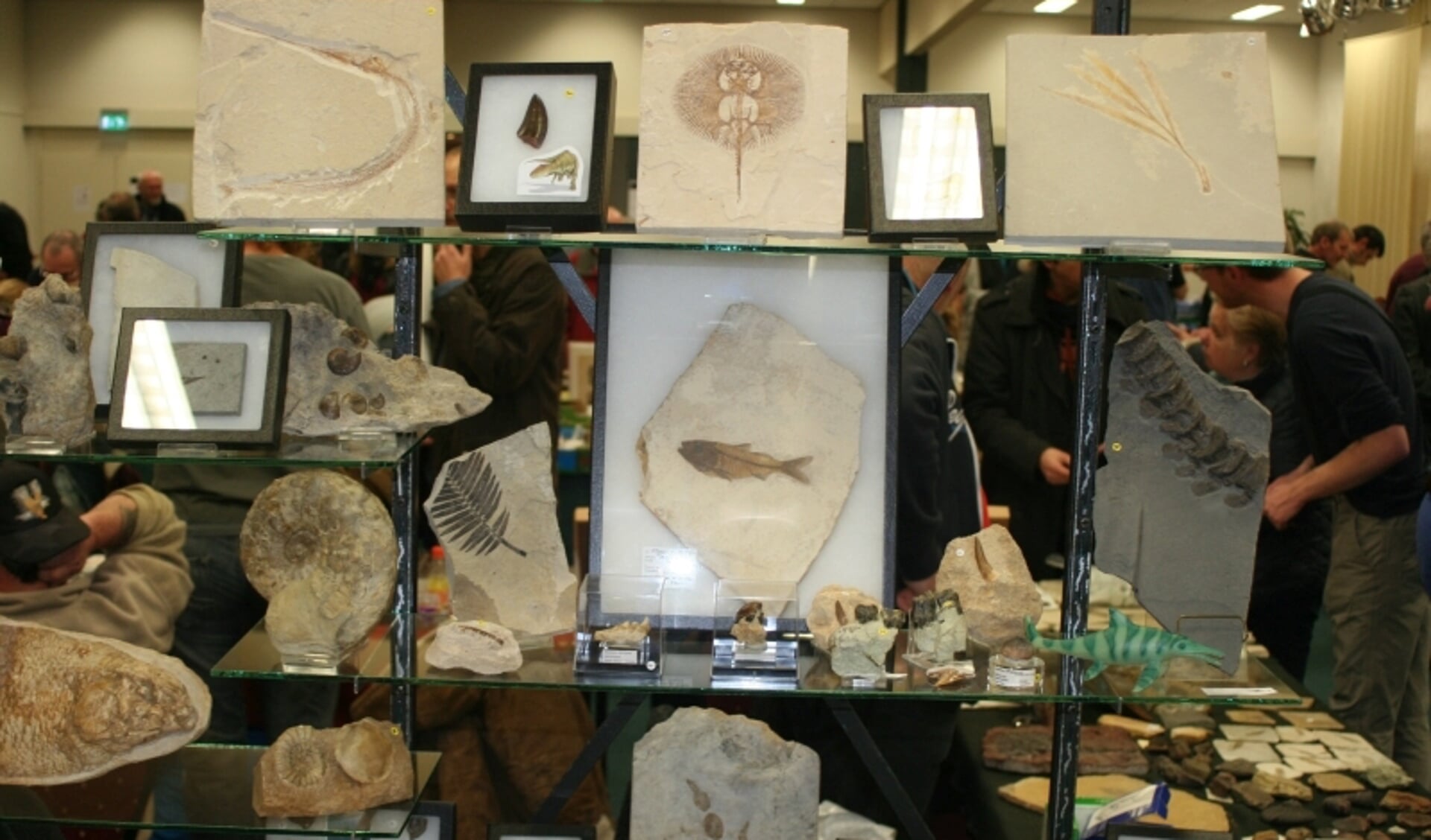Stand met fossielen op PaleoTime-NL