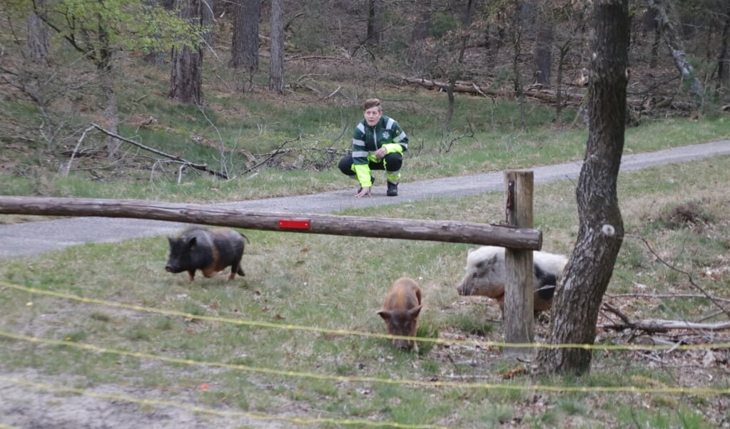 Een medewerker van de Dierenambulance met de ontsnapte of losgelaten varkentjes.