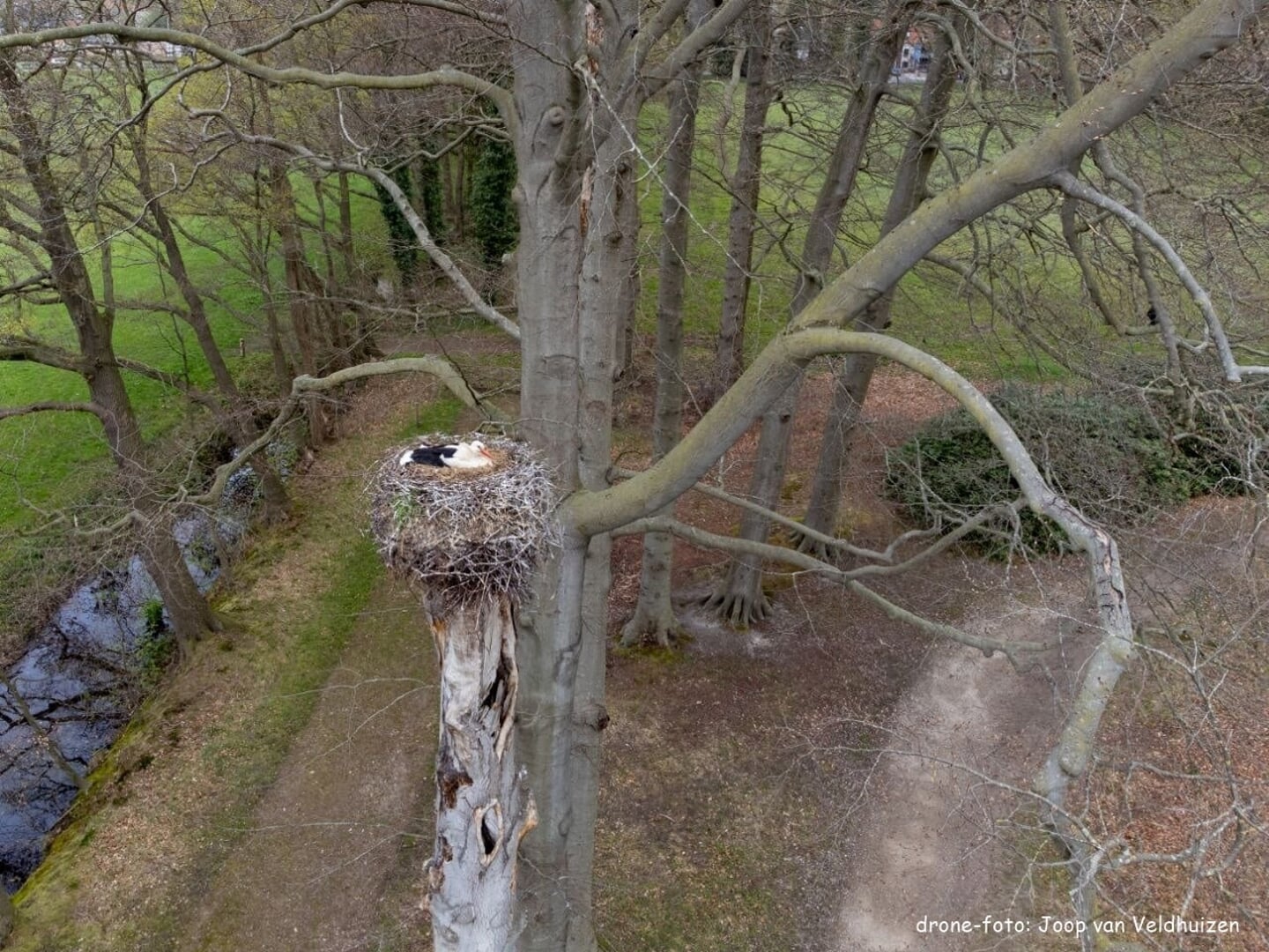 Het ooievaarsnest op een dode boom in het Schaffelaarsebos.