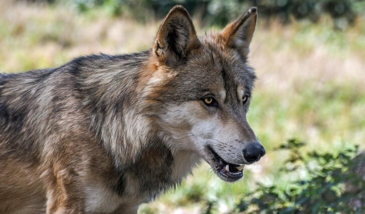 De meeste wolven zijn gezien op de Noord- en Midden-Veluwe.