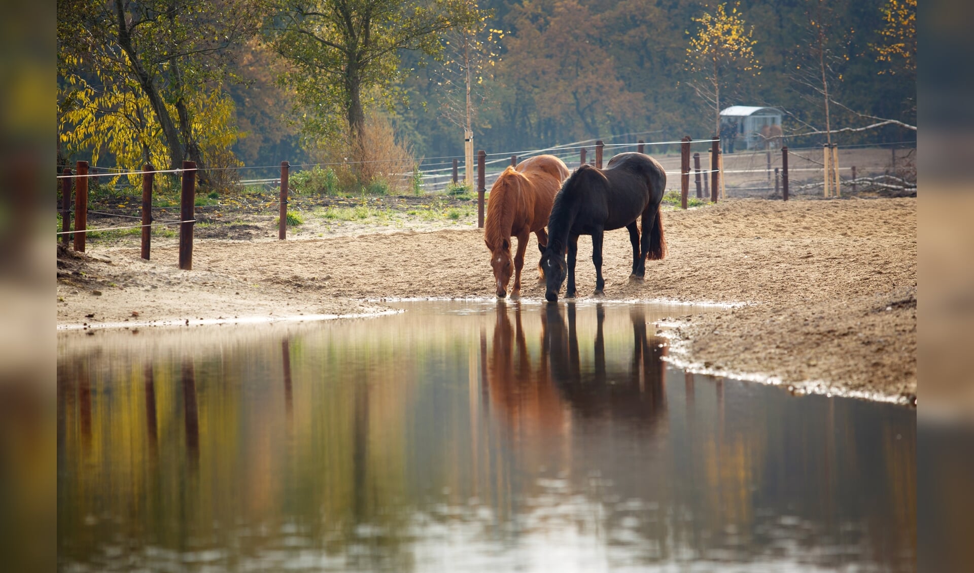 De opbrengst van de verkoop is bestemd voor de verzorging van de 120 gepensioneerde paarden.