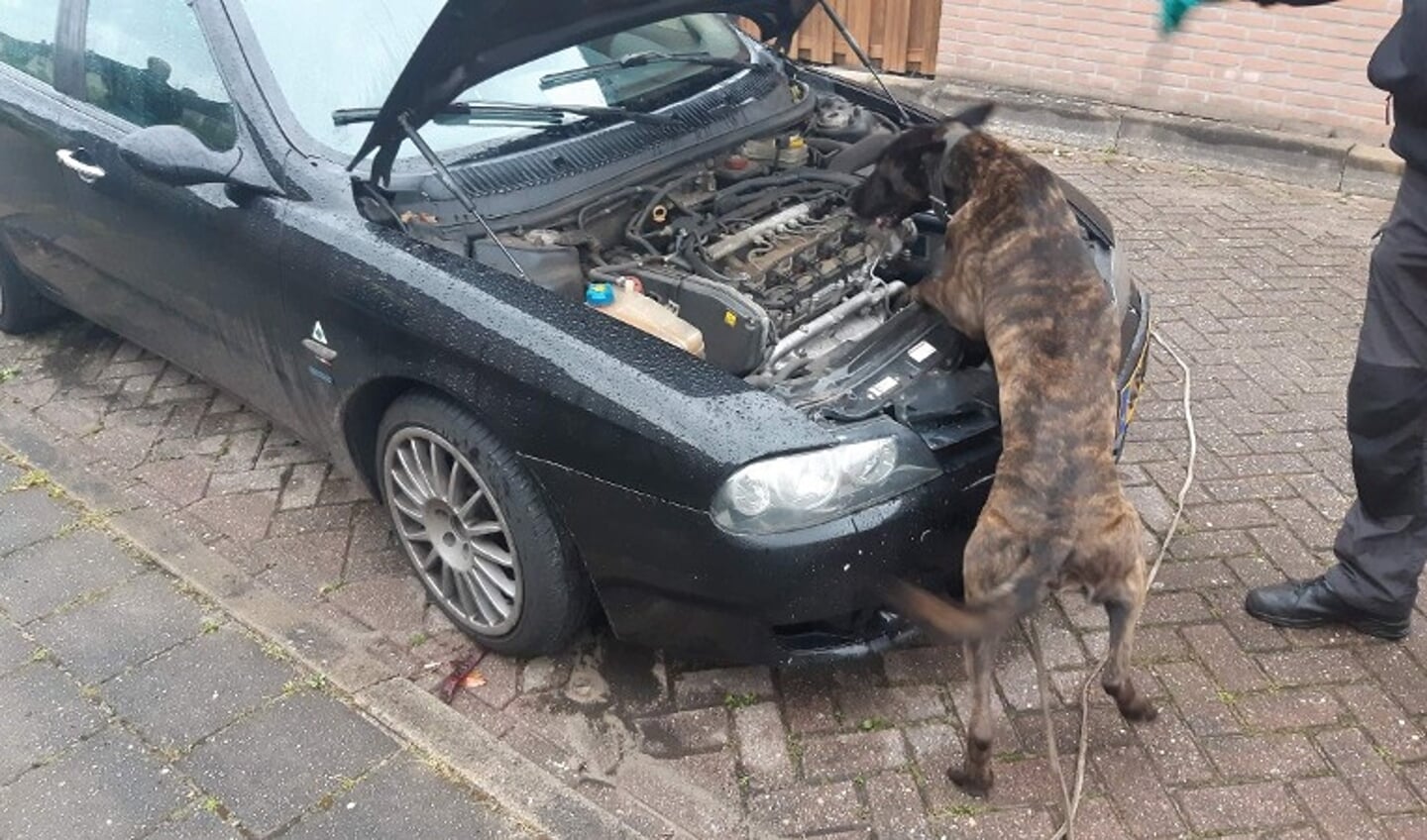 Drugshond zoekt naar drugs in auto verdachten