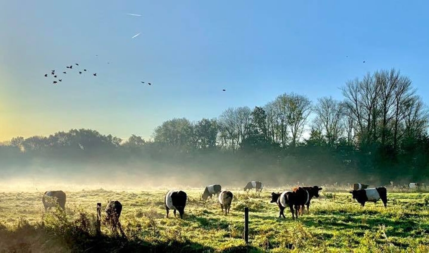 'Deze plek, gezien vanaf De Clarenburg, is voor mij een soort levend schilderij. Iedere dag is het mooi om naar te kijken. De grazende Lakenvelders in de ochtenddauw, met de opkomende zon op de achtergrond maakten het plaatje compleet.'