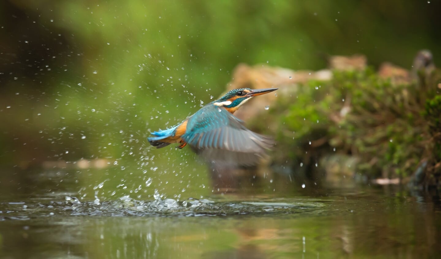 De ijsvogel heeft de broedgangen ontdekt en de komende periode moet duidelijk worden of deze bijzondere vogel hier ook echt gaat broeden.