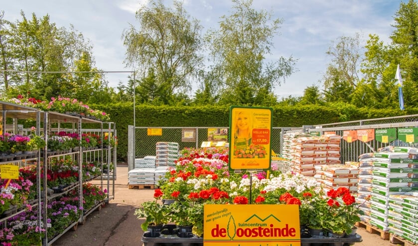 Volop keuze in staande en hanggeraniums in vele kleuren