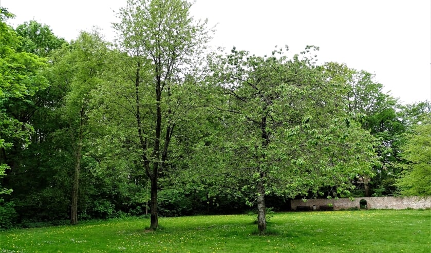 Park Scheybeeck