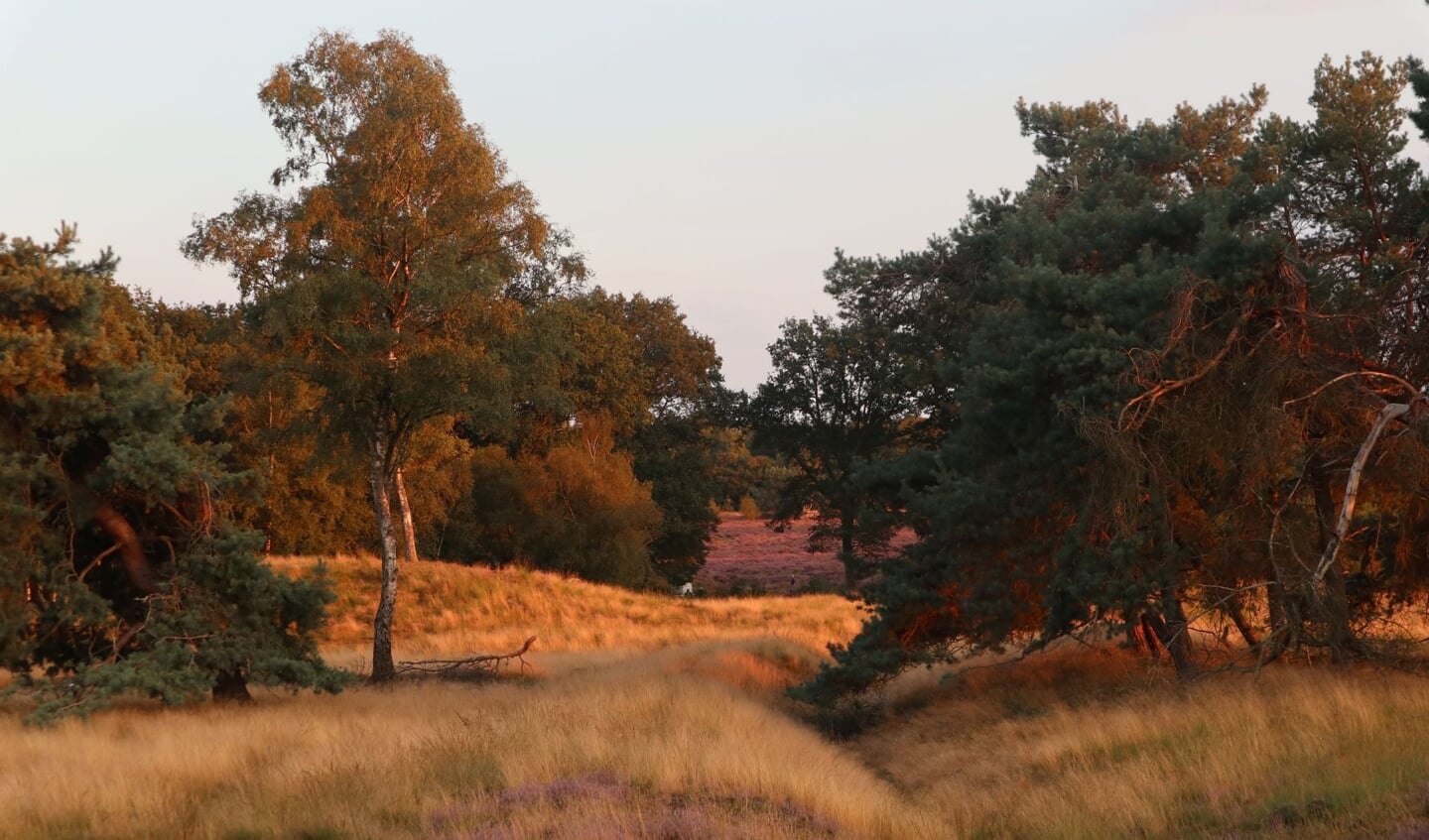 Grafheuvels op de Veluwe