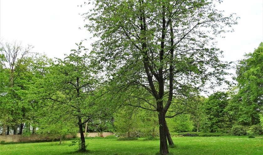 Park Scheybeeck
