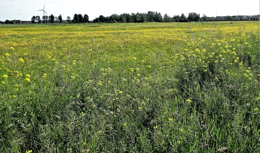 Oud Haerlem