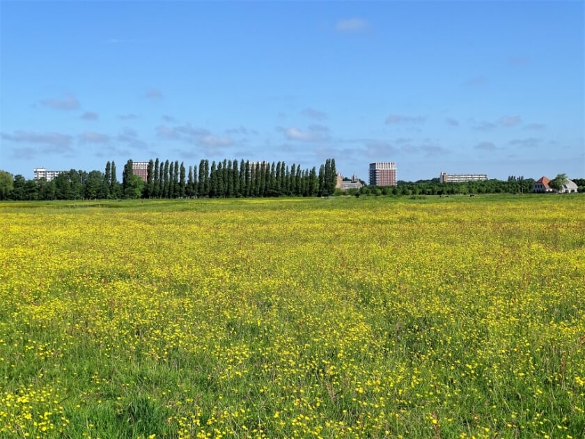Oud Haerlem