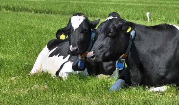 <p>LTO Nederland en Team Agro NL roepen melkveehouders op om op 30 mei de koeien op stal te houden.</p>