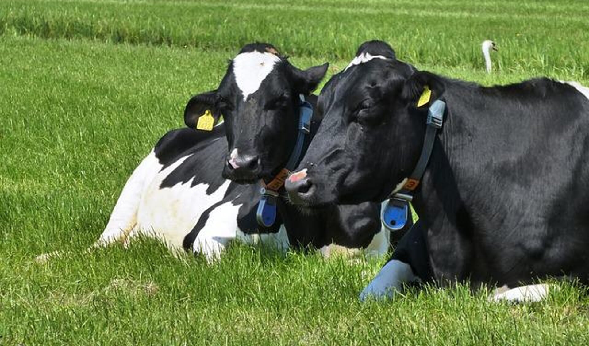 LTO Nederland en Team Agro NL roepen melkveehouders op om op 30 mei de koeien op stal te houden.