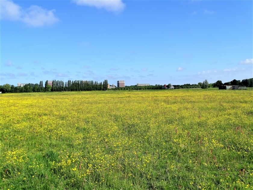 Oud Haerlem