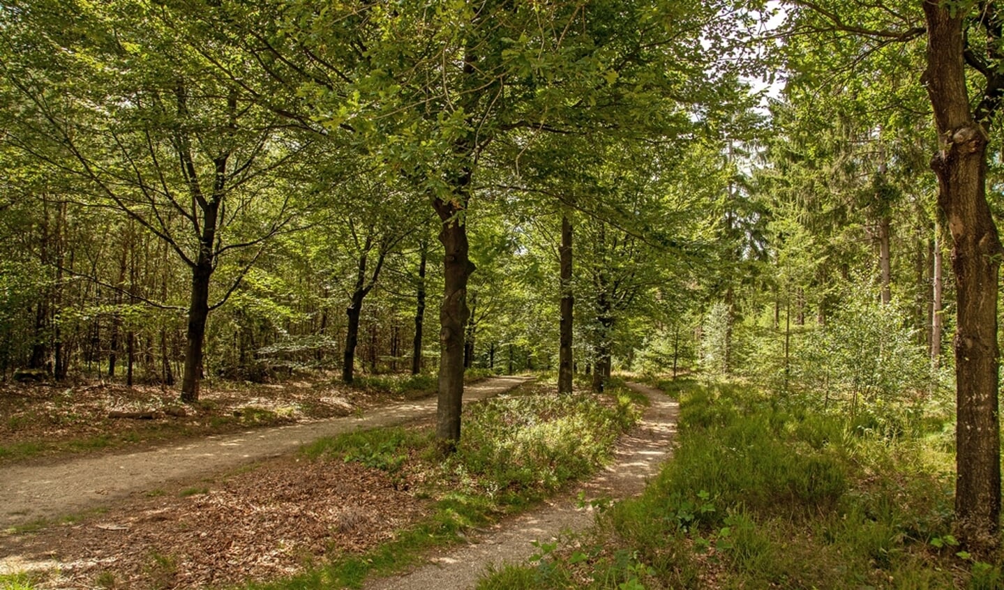 Zicht op Amerongse Bos