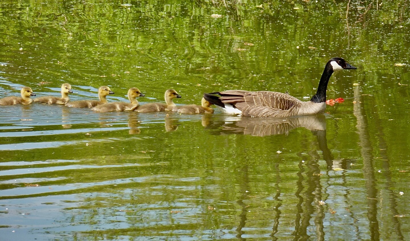 Alle kuikens zwemmen keurig achter de grote vogel aan. Zou dat de vader of de moeder zijn? 