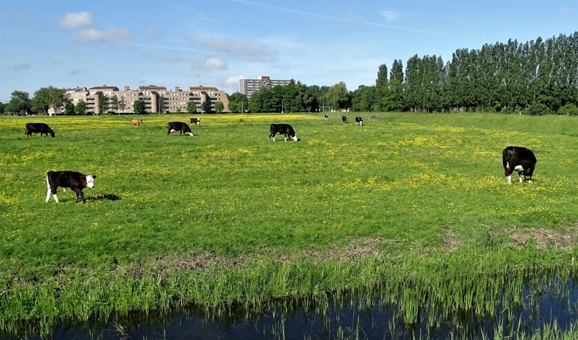 Oud Haerlem