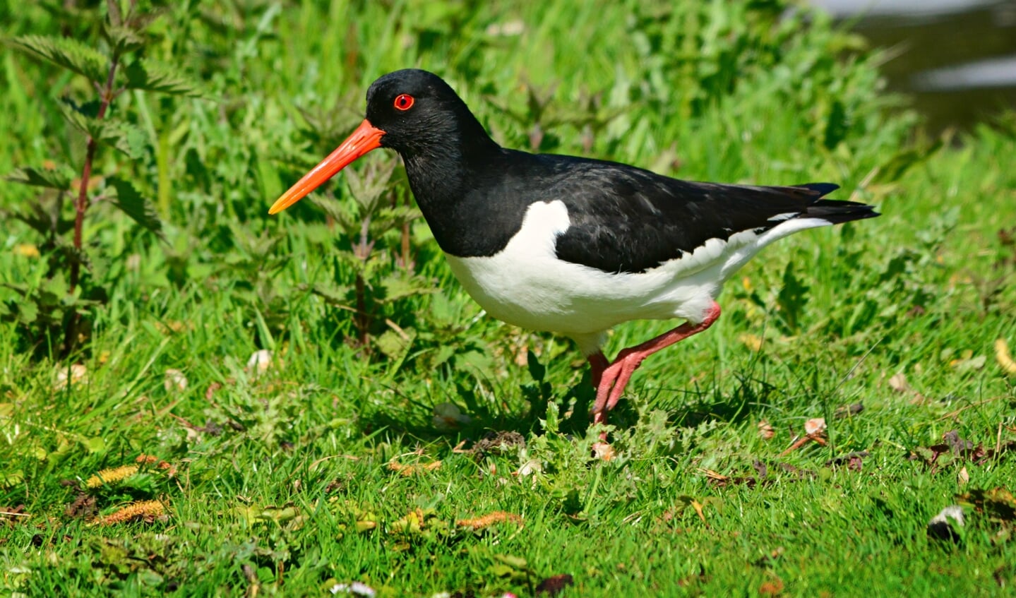 Afbeelding