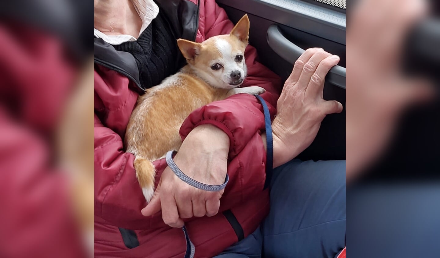 Alix oogt dan wel schattig, maar als hij je niet kent kan hij flink bijten.