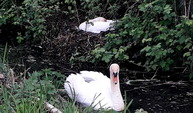 Zwanen in de sloot bij de Wethouder Koolhaasweg.