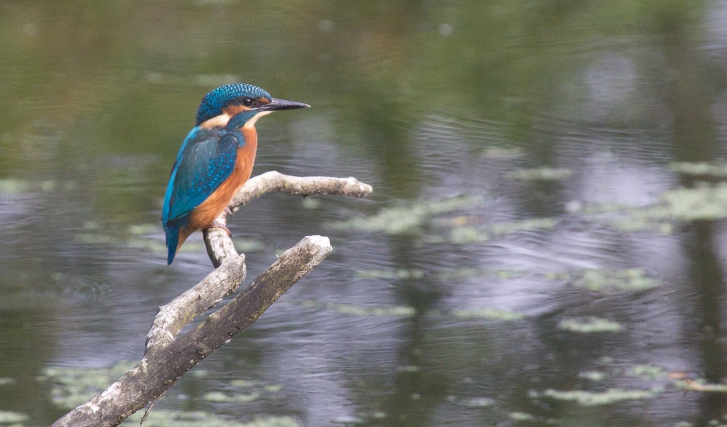 Utrechts Landschap heeft meer Beschermers nodig om de rust in de natuur te bewaren.