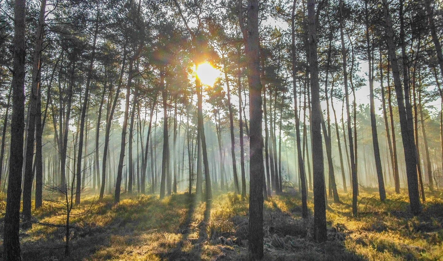 Reenberg, Loenen, Veluwe, Gelderland, Nederland, Europa