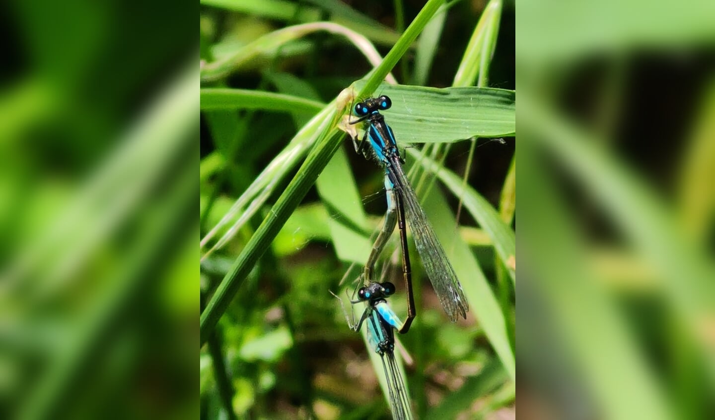 'Op een mooie zomerse middag (12 juni) hebben we samen genoten in het natuurpark Het Flevolandschap.
In het hele park zagen we overal heel veel mooie libelles vliegen: deze blauwe Lantaarntjes vond ik het mooist.'