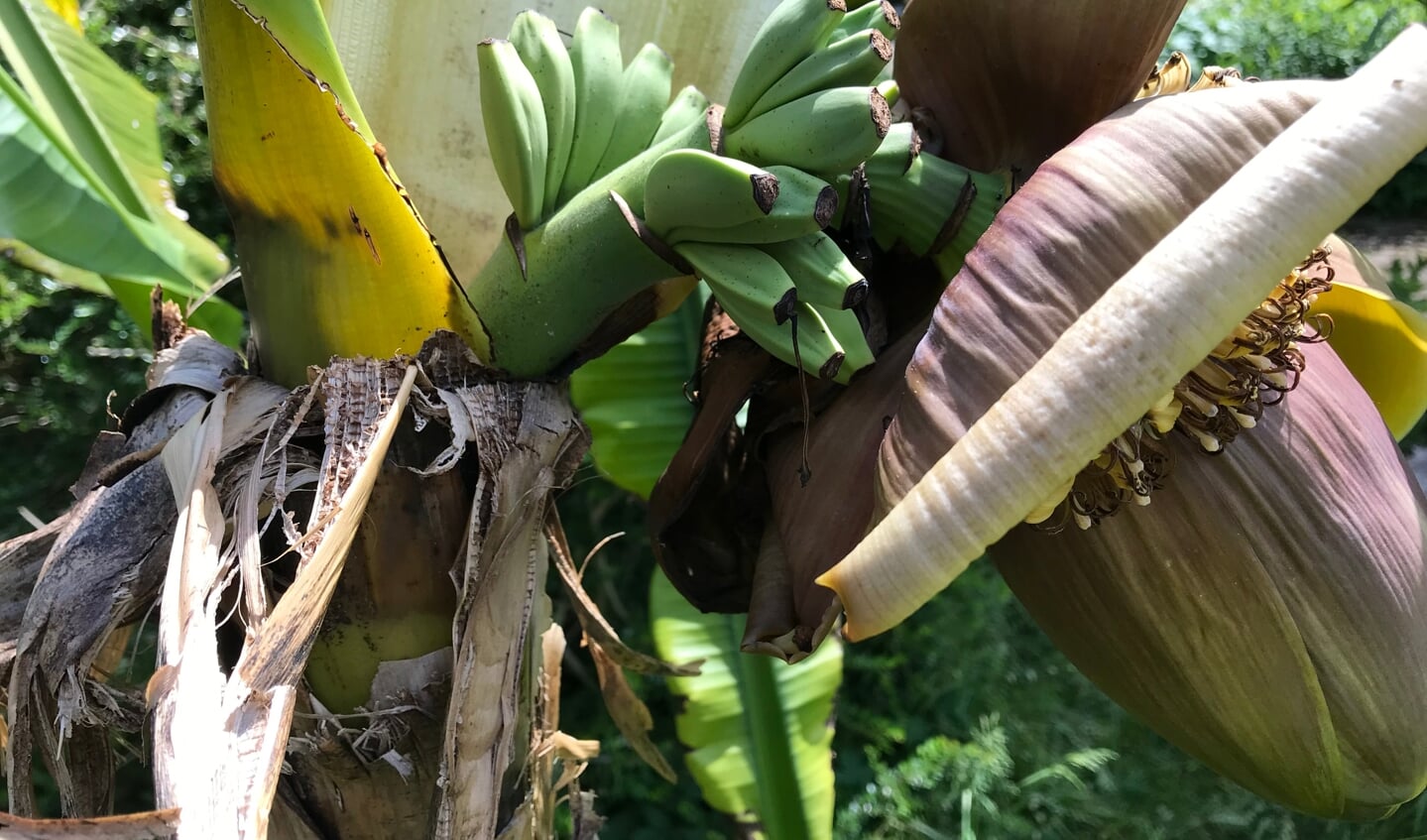 Bananen uit Duivendrecht