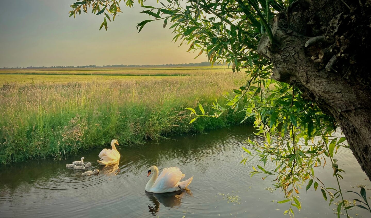 Zwanen met jongen in de Ronde Hoep