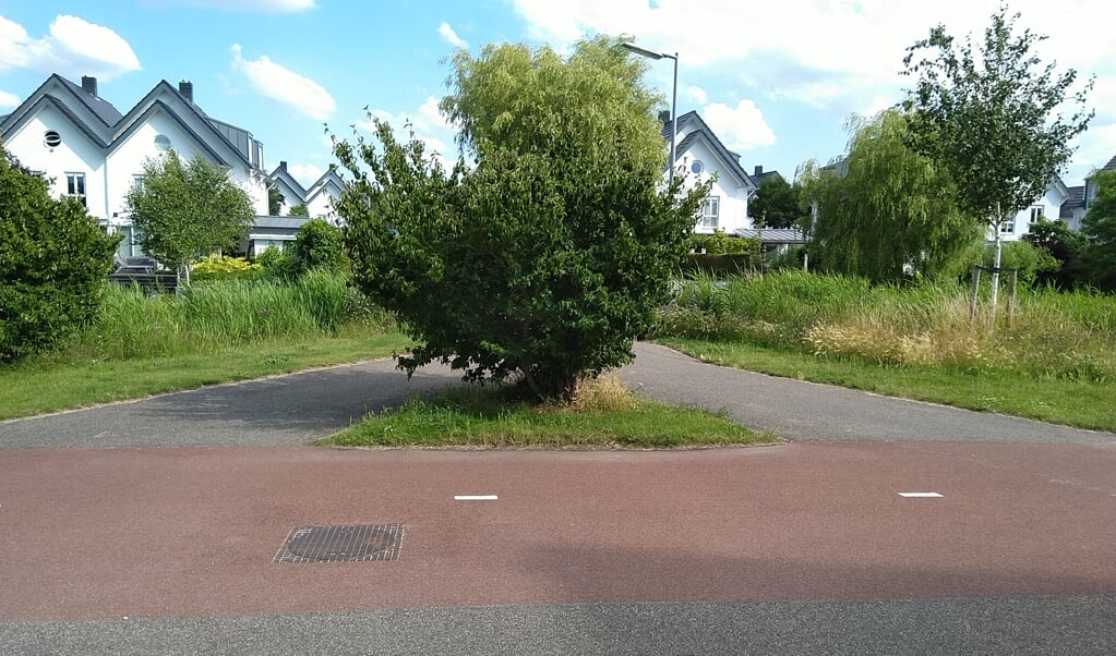Deze boom ontneemt het zicht op mede-fietsers. 