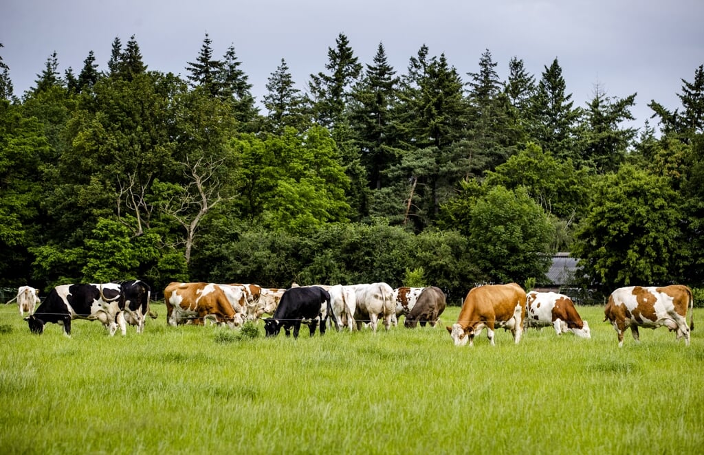 Koeien in een weiland in de Gelderse Vallei. 
