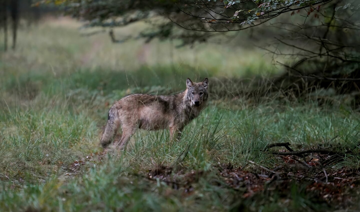 Vijftien wolven hebben op dit moment in Nederland een territorium gevonden.