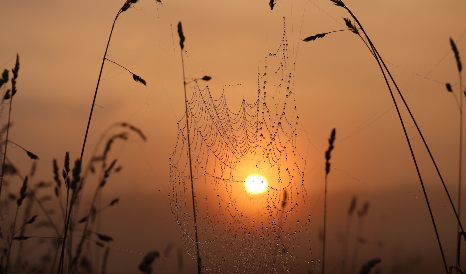 De winnende foto van Elfriede Kooreman met de titel 'Zonsopgang gevangen in web'.