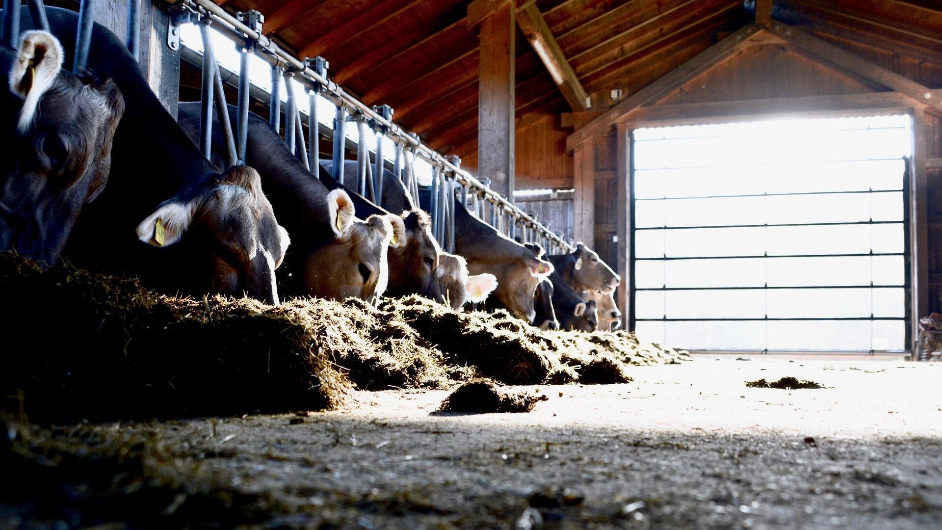 Zes provincies en vijf veehouderijsectoren hebben vijftig proefprojecten bedacht om de verduurzaming van de veehouderij te versnellen. 