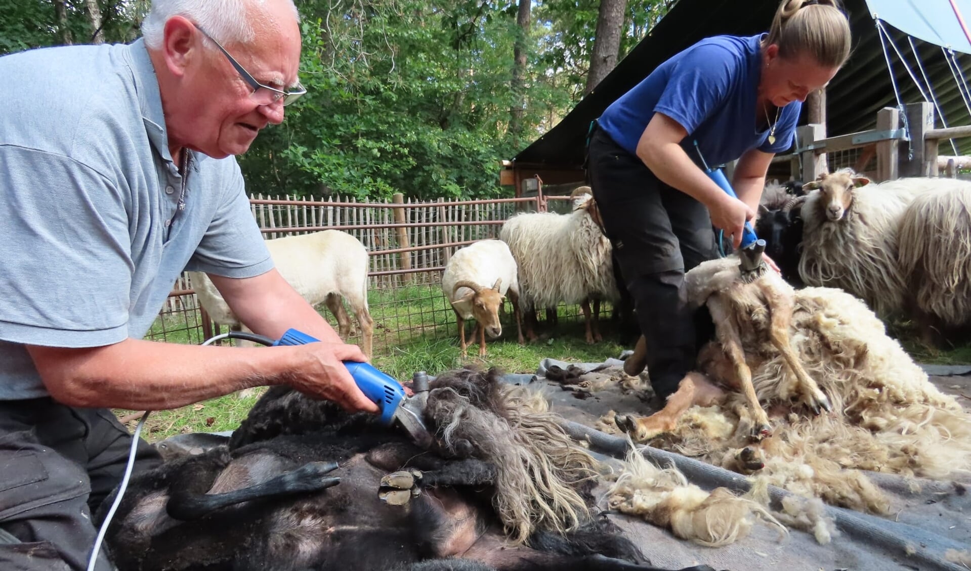 Schapen scheren op Heidestein