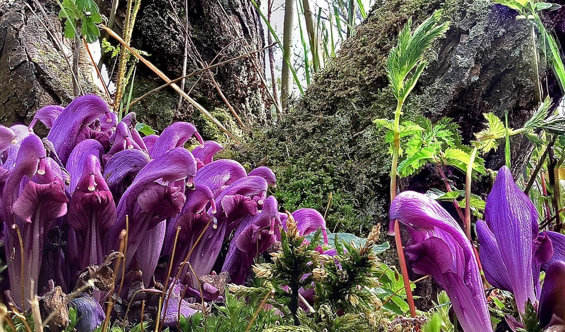 De prachtschubwortel produceert geen bladeren, maar wel mooie paarse bloemen.