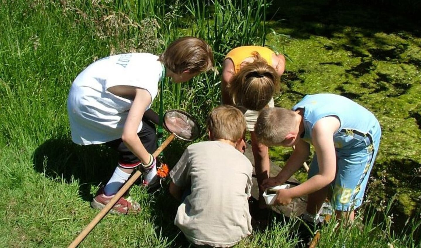 Beestjes zoeken in de sloot