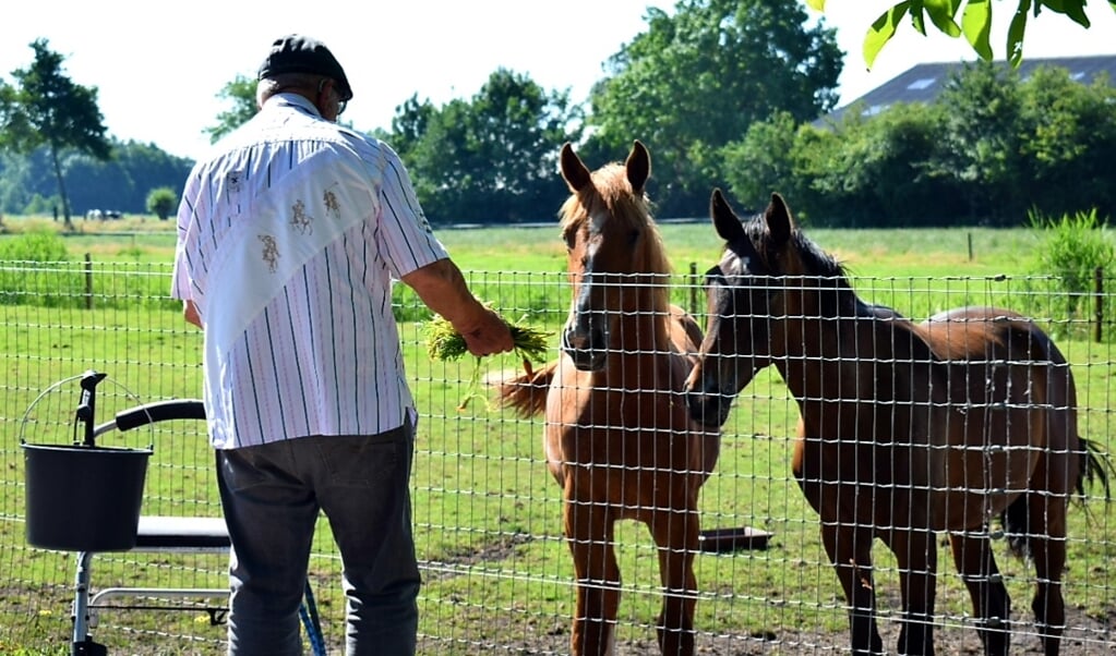 Een bezoeker voert de paarden. 