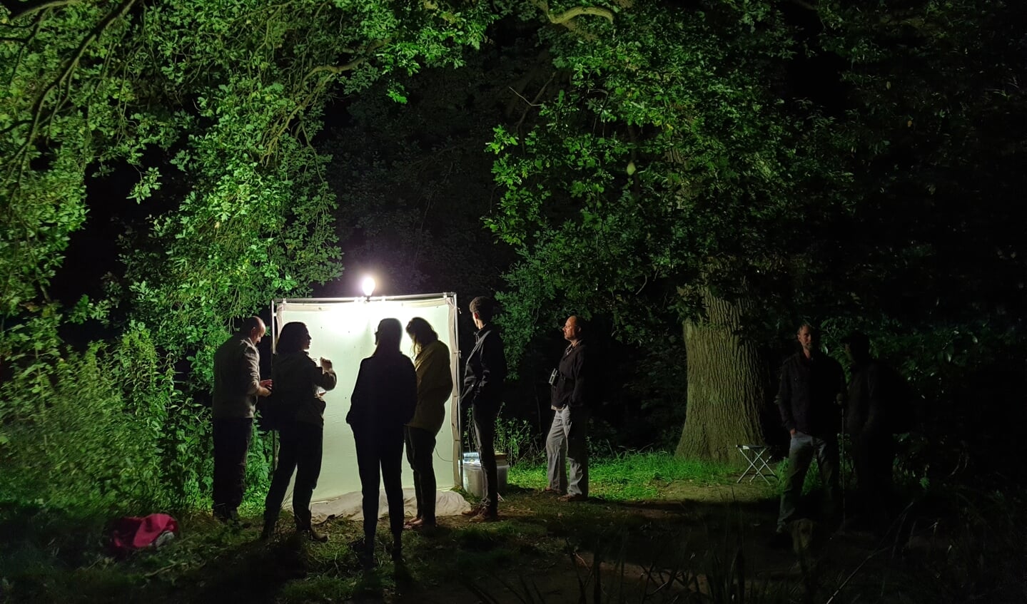 Nachtvlindernacht in Arboretum Belmonte