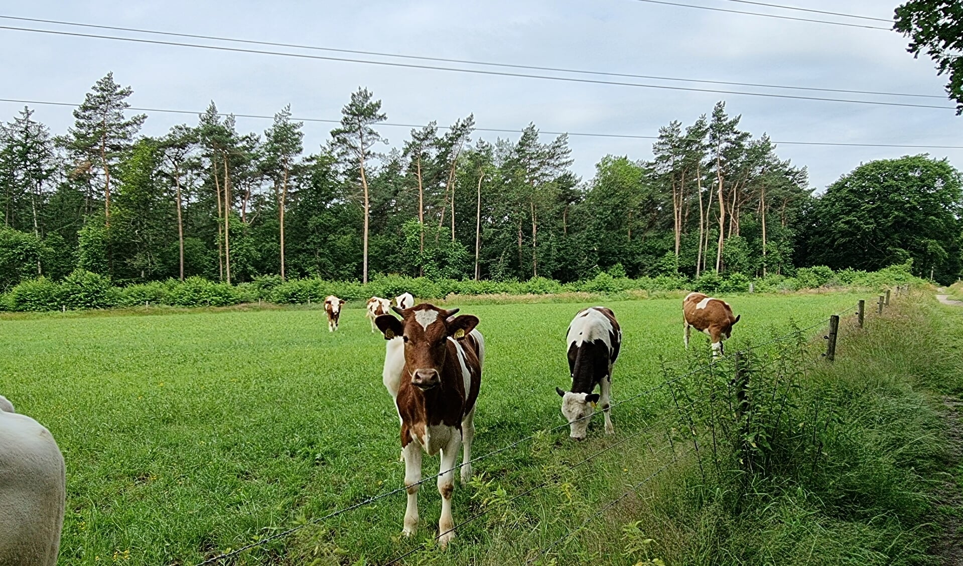 Koeien op een weiland bij het Edese Bos, Natura 2000-gebied.