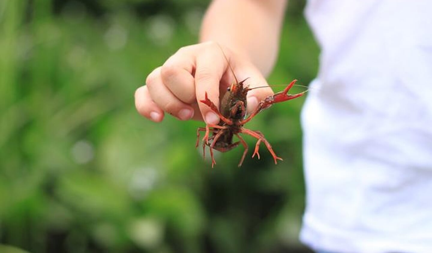 De rode Amerikaanse rivierkreeft veroorzaakt schade aan waterflora en -fauna.