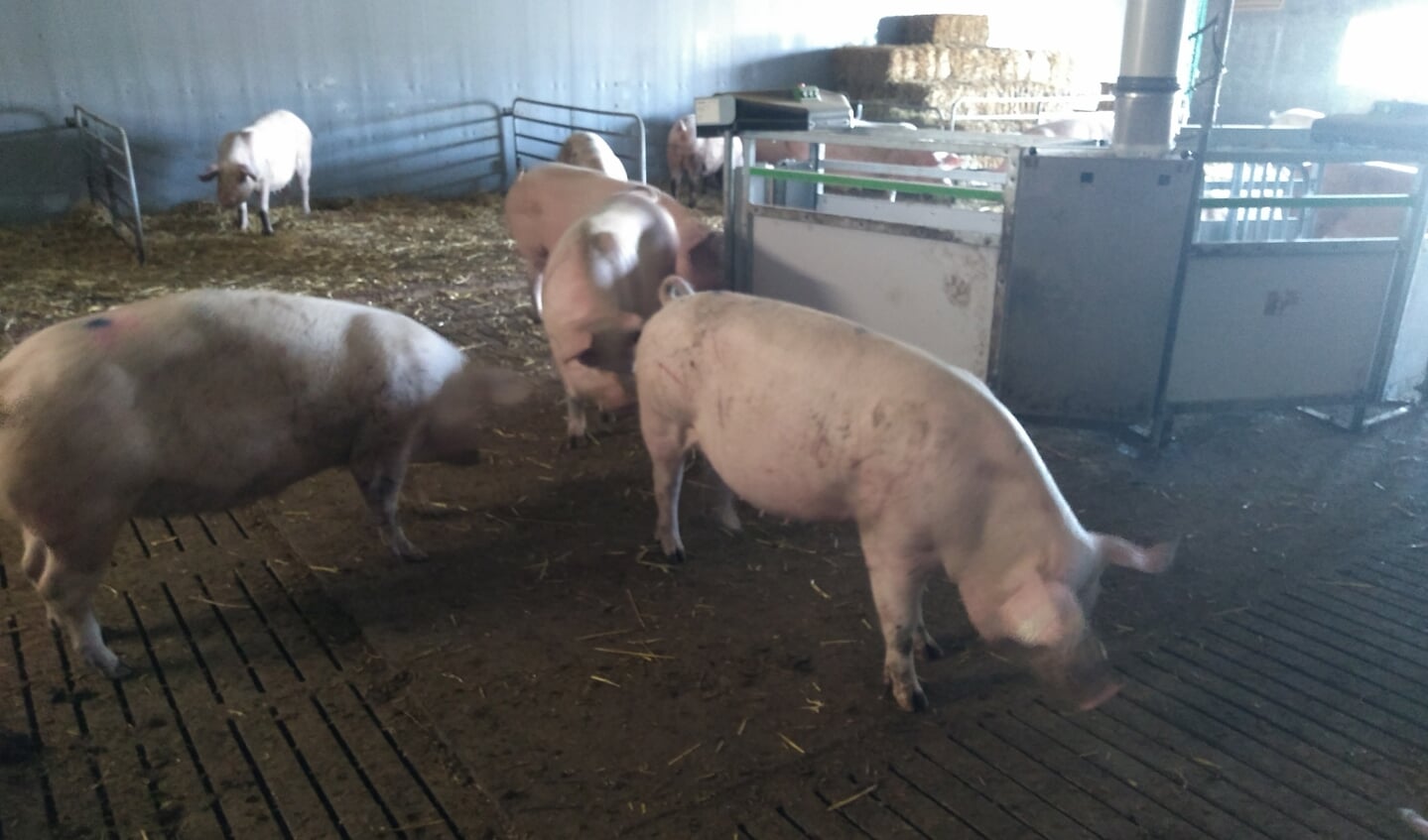 De varkens krijgen ruim twee keer zoveel ruimte