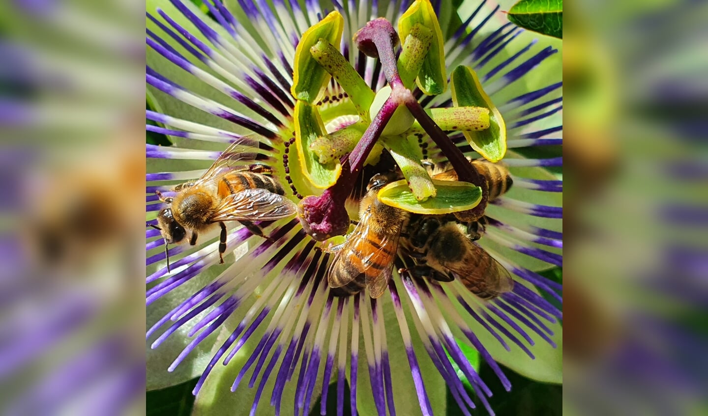 ,,Deze foto is gemaakt in onze achtertuin aan de Dissel in Veenendaal. De passiebloem bloeit de hele zomer en wij én veel insecten, waaronder deze bijen op de foto, genieten daarvan.